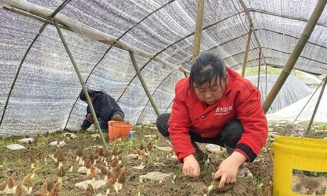白果的成熟期及采摘方法详解（了解白果成熟期，采摘才能更加顺利）
