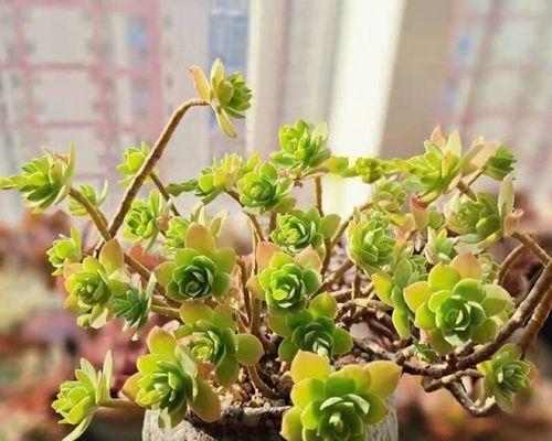 多肉植物放室内还是室外好？（选择适合你的多肉植物生存环境）