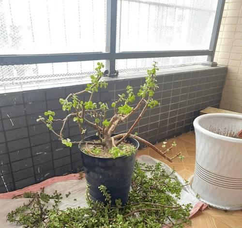 金枝玉叶的肥料需求及最佳选择（如何为金枝玉叶提供合适的营养？）