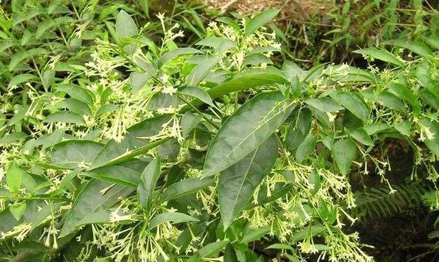 夜来香不开花的原因剖析（探究夜来香为何难以开花，揭开其身上的奥秘）
