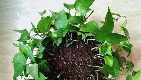 绿萝根系发达的原因与好处（揭秘绿萝根系的神奇力量——涵盖生长、美化、净化、养护等方面）