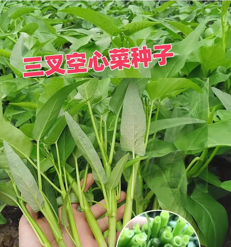 空心菜种子的生命周期与繁殖过程（深入了解空心菜种子的形成、成熟和传播）