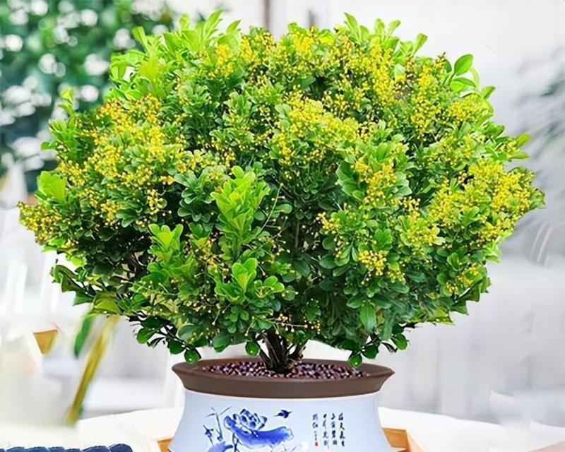 米兰花（探究米兰花的生长环境与喜好）