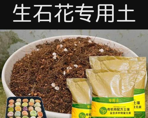 生石花怎么配土才能生长得更好（掌握配土技巧，让你的生石花更美丽）