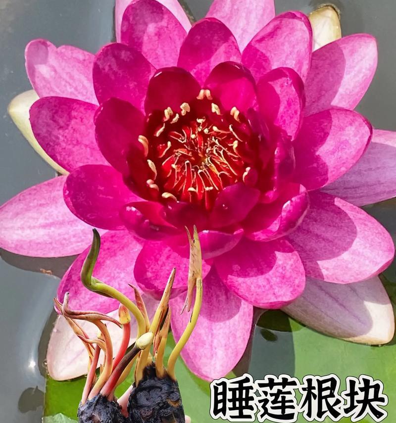 睡莲，美丽多姿的多年生植物（生态特点、生长环境、繁殖方式、观赏价值、文化象征）