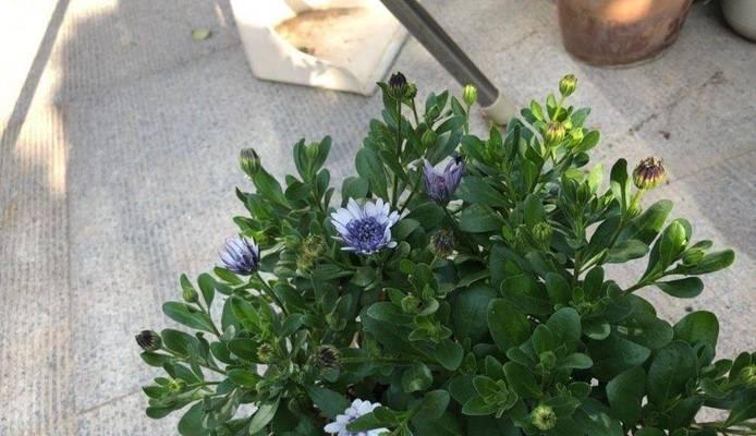 蓝目菊的播种时间及注意事项（正确的种植时间和方法，让你的蓝目菊开花更美丽）
