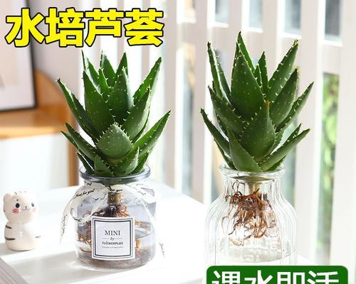 仙人掌的水培与土培——哪种更适合？（探究仙人掌栽培方式的利弊）