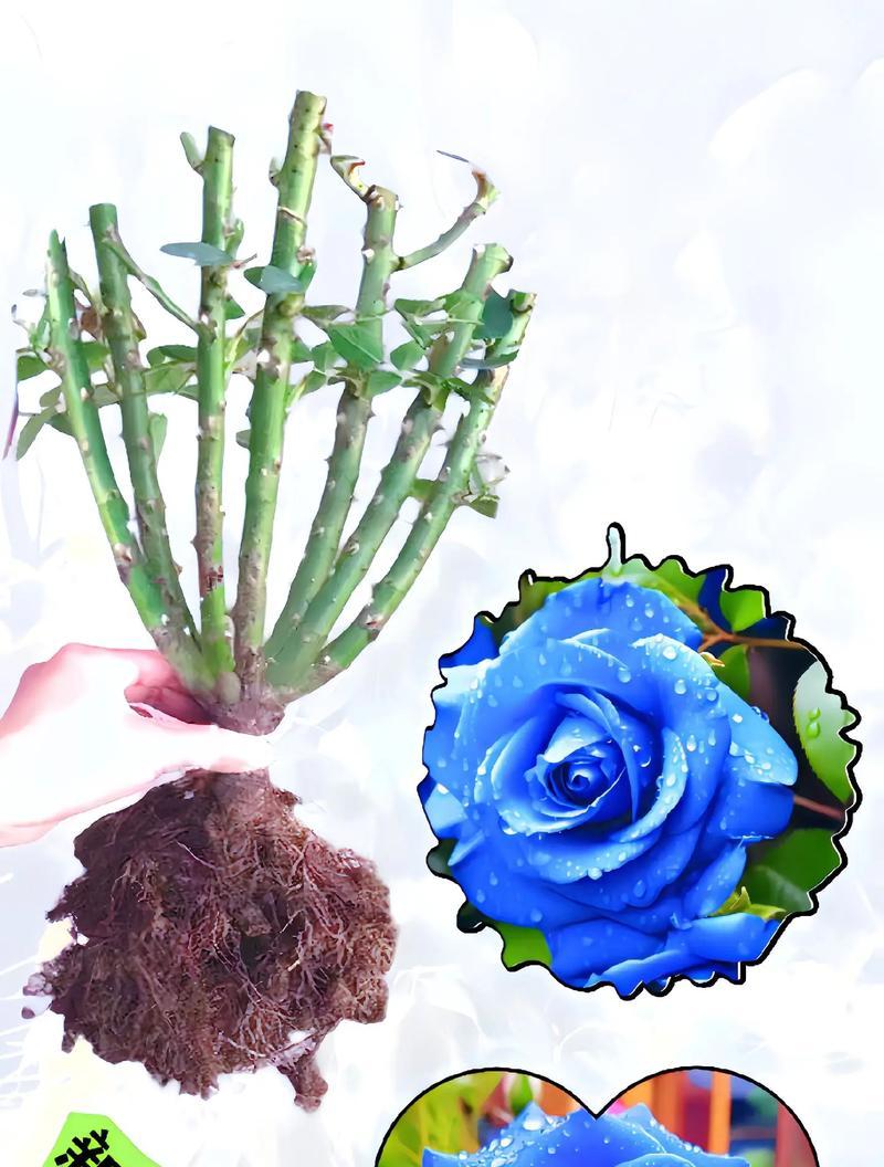 《蓝色妖姬-的花语》（探寻蓝色妖姬-的隐含寓意与意义）