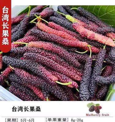 桑葚树开花是怎样的一种体验？（探究桑葚树开花的形态与特性）