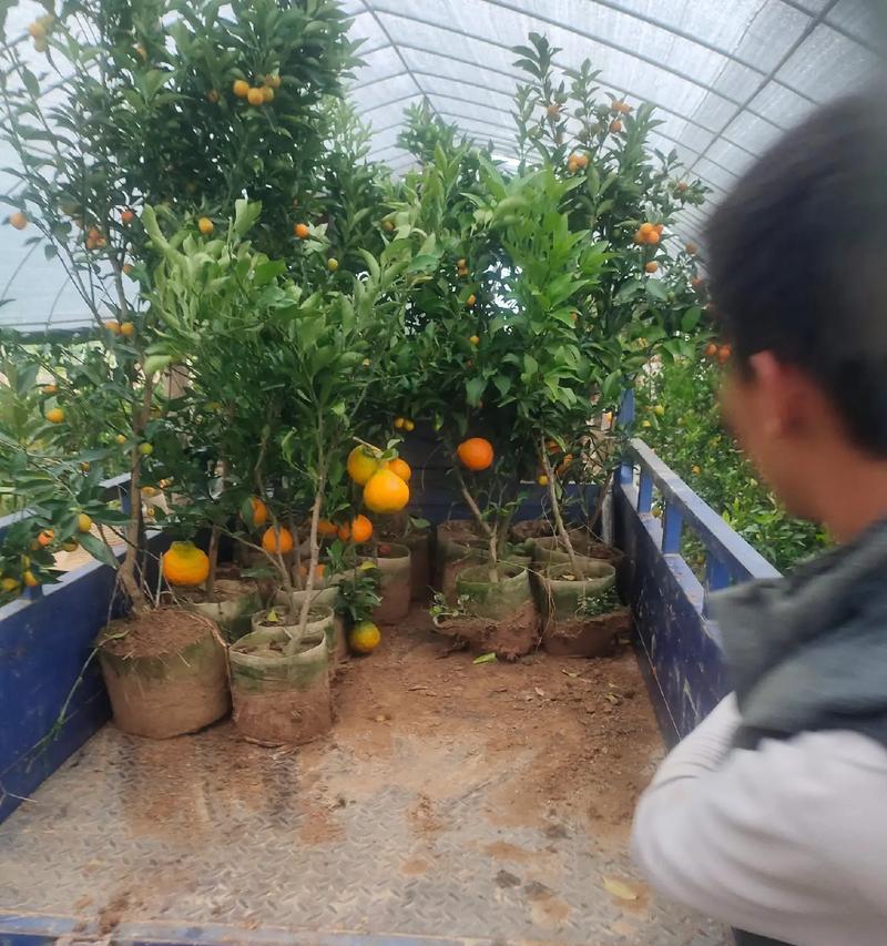 探秘橘子树的生命之旅（橘子树的寿命、生命特征与栽培）