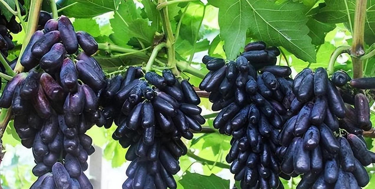 葡萄种植的时间与生长周期：从栽培到丰收