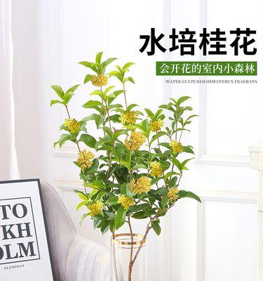 室内养护桂花的方法（快速掌握养花技巧，让家中常春藤般生机勃勃）