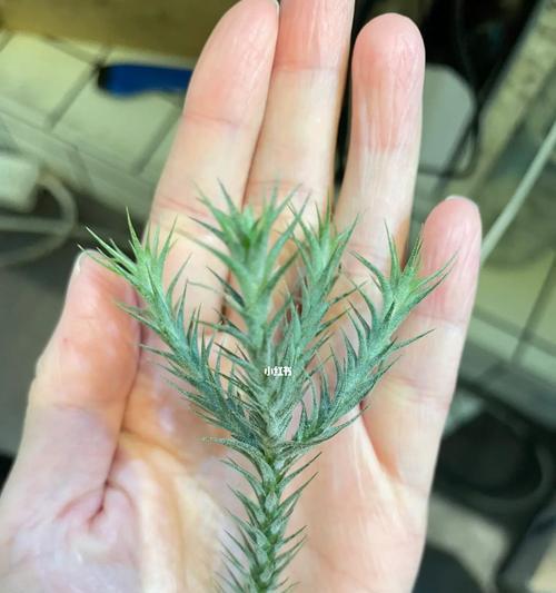 凤梨分株方法详解（分株时间、繁殖技巧一网打尽）