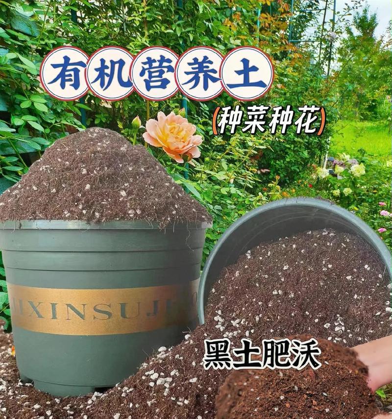 黄泥土能否种花？探讨黄泥土的花卉种植适应性（深入了解黄泥土的特点和培育技巧，让花儿在其上生长茁壮）