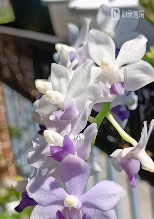蝴蝶兰不开花怎么办？（教你7种方法轻松解决）