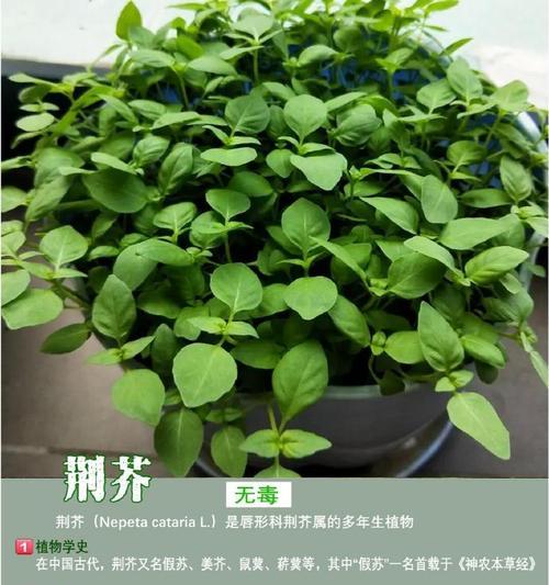 大阳台绿色生活之植物种植（适合在大阳台种植的20种植物及其养护方法）