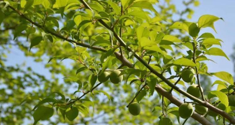 青梅几年结果实——种植青梅的方法与注意事项（从树苗选择到果实收获，这些细节你一定要知道）