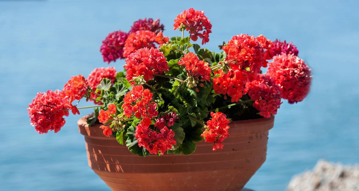 如何正确浇水长寿花？（长寿花换盆后的浇水方法）
