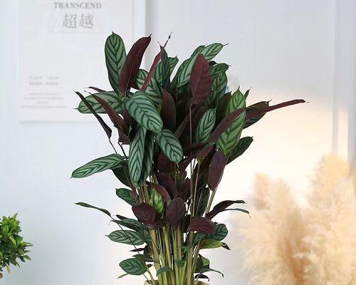 有机驱蚊，植物守护（以植物为基础的防蚊秘籍）