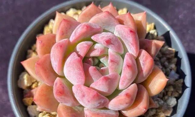霜花多肉的养护与养殖全攻略（打造独一无二的多肉花园，全靠这些技巧和方法！）