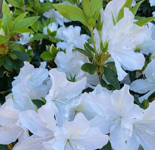 杜鹃花为何在冬天落叶（解析杜鹃花冬天落叶的原因及应对方法）