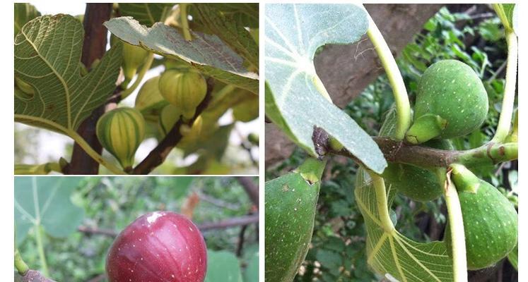 提高无花果嫁接成活率的方法（掌握这些技巧，让你的无花果嫁接更成功！）