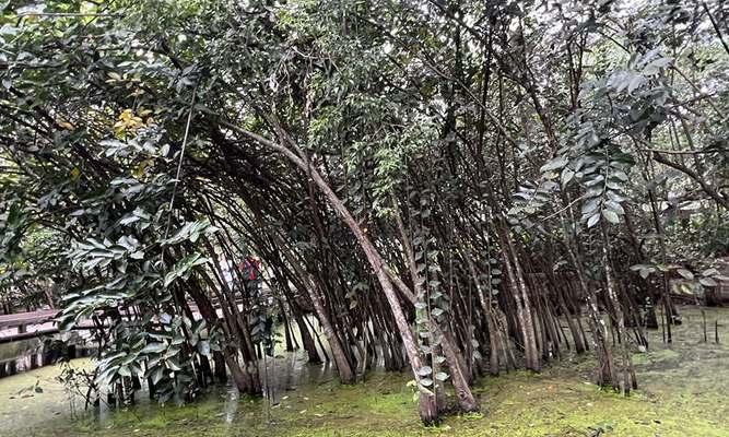荔枝的生长环境及生长地方条件（了解荔枝的生态环境与种植条件，助力荔枝种植成功）