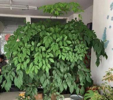 幸福草的室内养护技巧（适合在室内养的多肉植物，培养幸福感从居家环境开始）