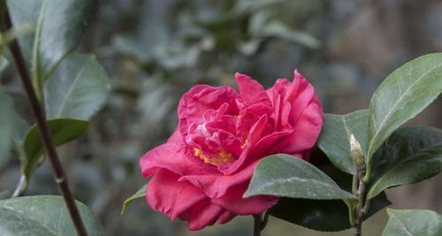 山茶花，一朵优美的四季花（山茶花的品种、生长环境、花期、颜色、形态、香味及寓意）
