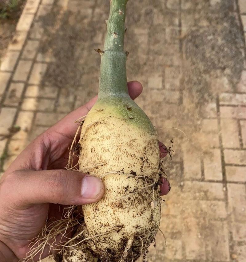 如何选择适合自己的沙漠玫瑰品种（从花型、花色、耐旱性等方面考虑，选择最佳品种）