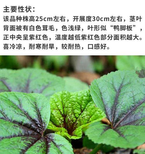 马蹄种子的种植方法（轻松掌握马蹄的种植技巧）
