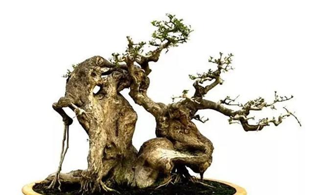 白蜡叶子发蔫的原因及补救方法（揭开白蜡叶子发蔫的神秘面纱，教你几招抢救叶子生机）