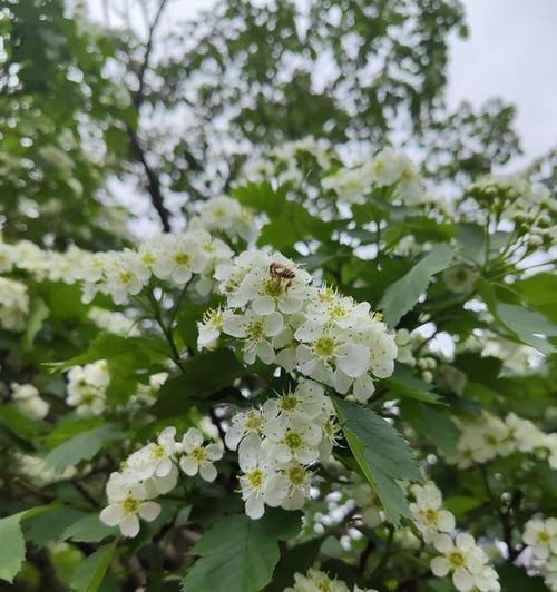 山楂树开花全过程剖析（山楂花的特点与观赏价值）