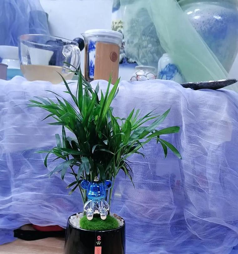 如何正确地给袖珍椰子浇水？（掌握关键步骤，让你的椰子健康成长）