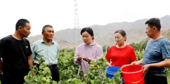 黑加仑种植条件及适宜地区（探究黑加仑的生长环境和种植技巧）