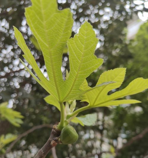 无花果的开花与花朵特征（无花果的花朵样子、颜色以及开花原因）