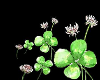 四叶草开花时间及季节（四叶草花期长短与生态习性详解）