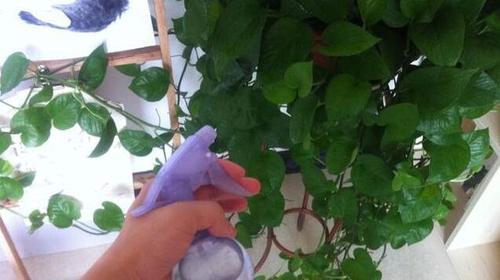 香蕉皮泡水浇绿萝，惊人效果！（绿萝大爱的香蕉皮，从此你不用再买营养液）