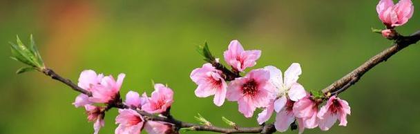 浪漫之花——探秘桃花花语（桃花花语的含义与传说）