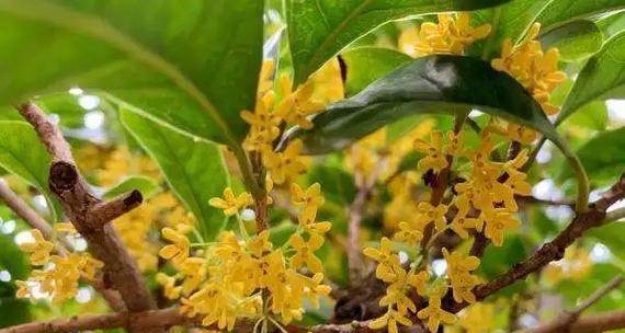 桂花的生长周期与特点（春季来临，桂花争相发芽，秋季开花香四溢）