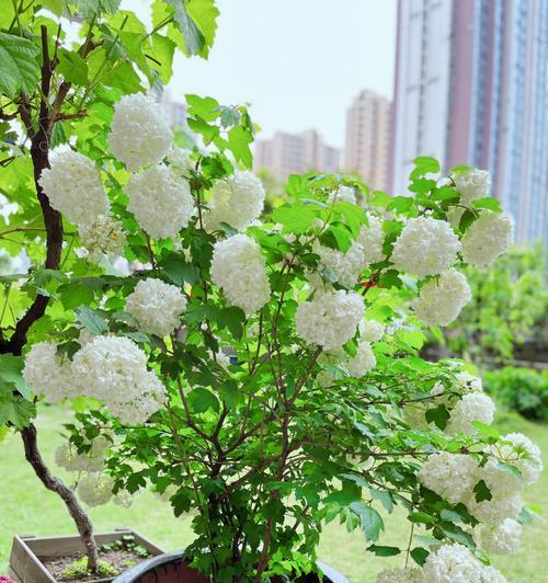 木绣球玫瑰的盆栽技巧（轻松打造家居花园，让盆栽木绣球玫瑰绽放生命之美）