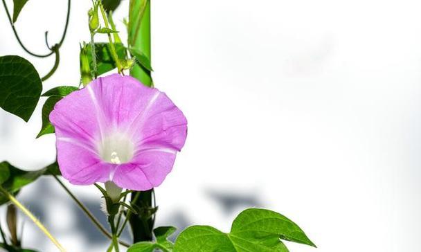 牵牛花——一年生还是多年生？（探究牵牛花的生命周期及种植方法）