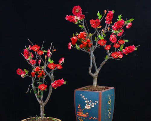 盆栽海棠怎么养？15个步骤让你轻松打造美丽盆栽（从选购到养护，教你成为海棠盆栽达人）