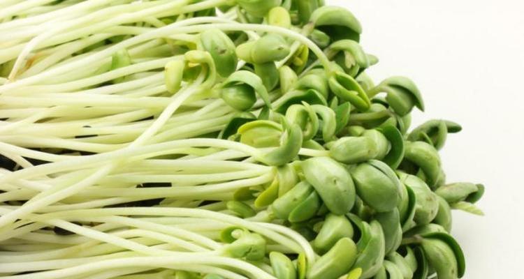 豆芽能否放冰箱保存？（豆芽的保存方法及注意事项）