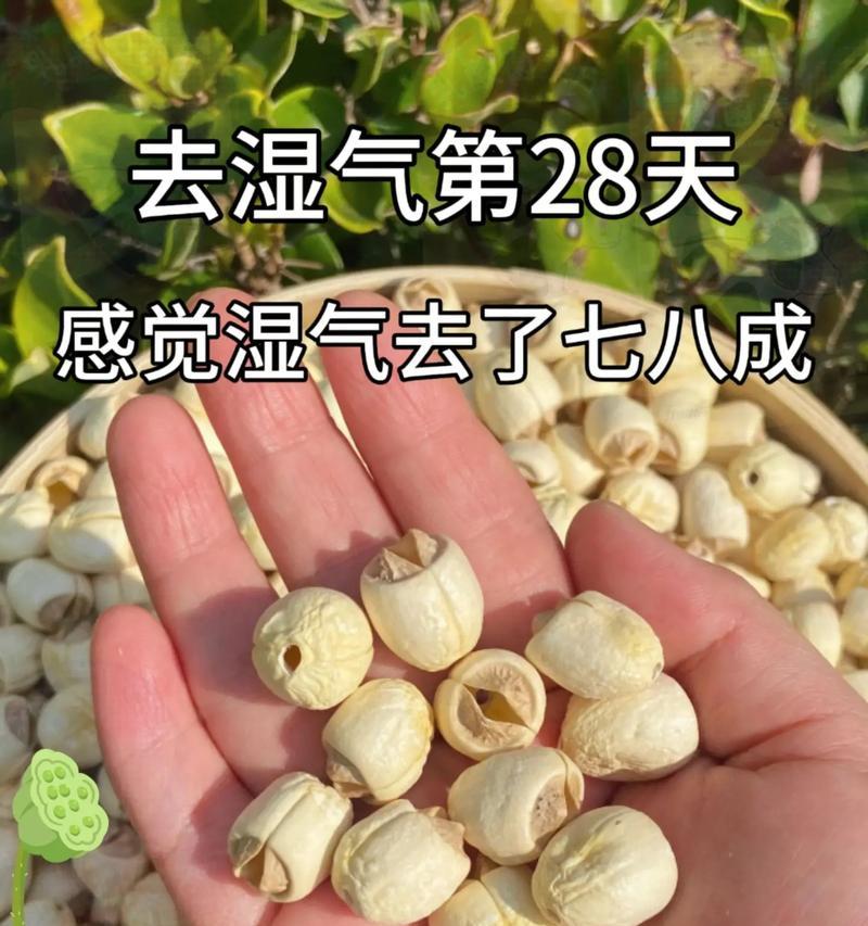 莲子的健康功效与适宜食用量（掌握科学的食用方式，享受莲子的丰富营养）