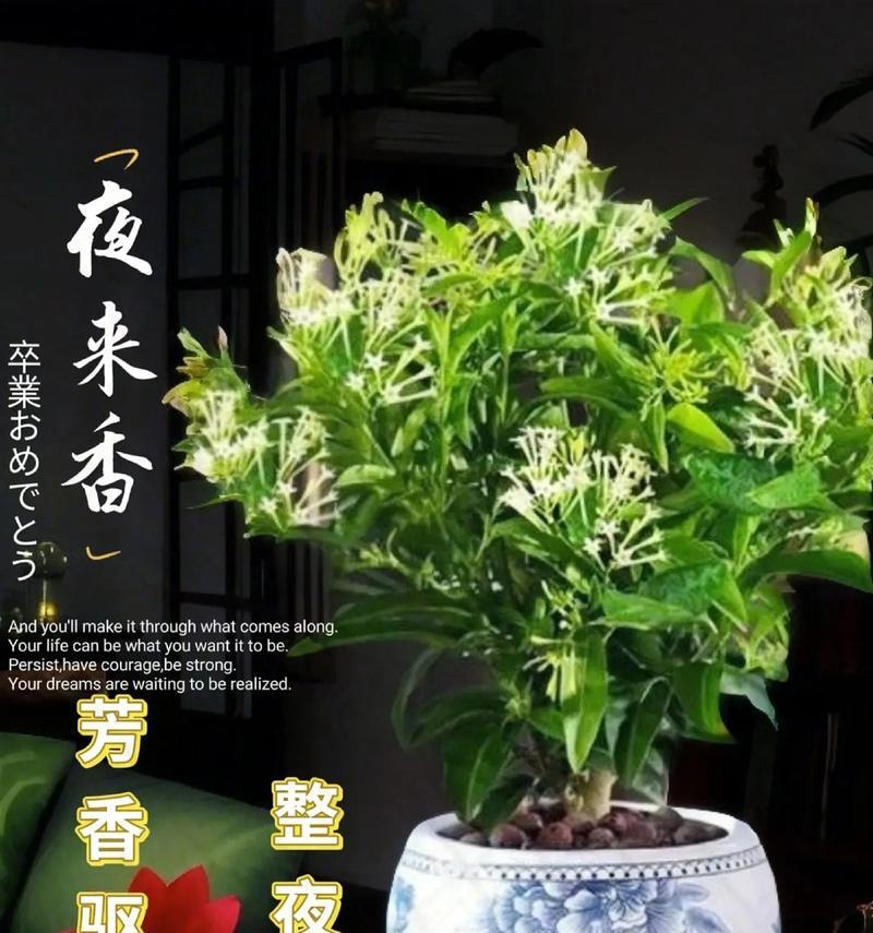 夜来香移栽时间选择（了解夜来香的生长特点与移栽技巧）