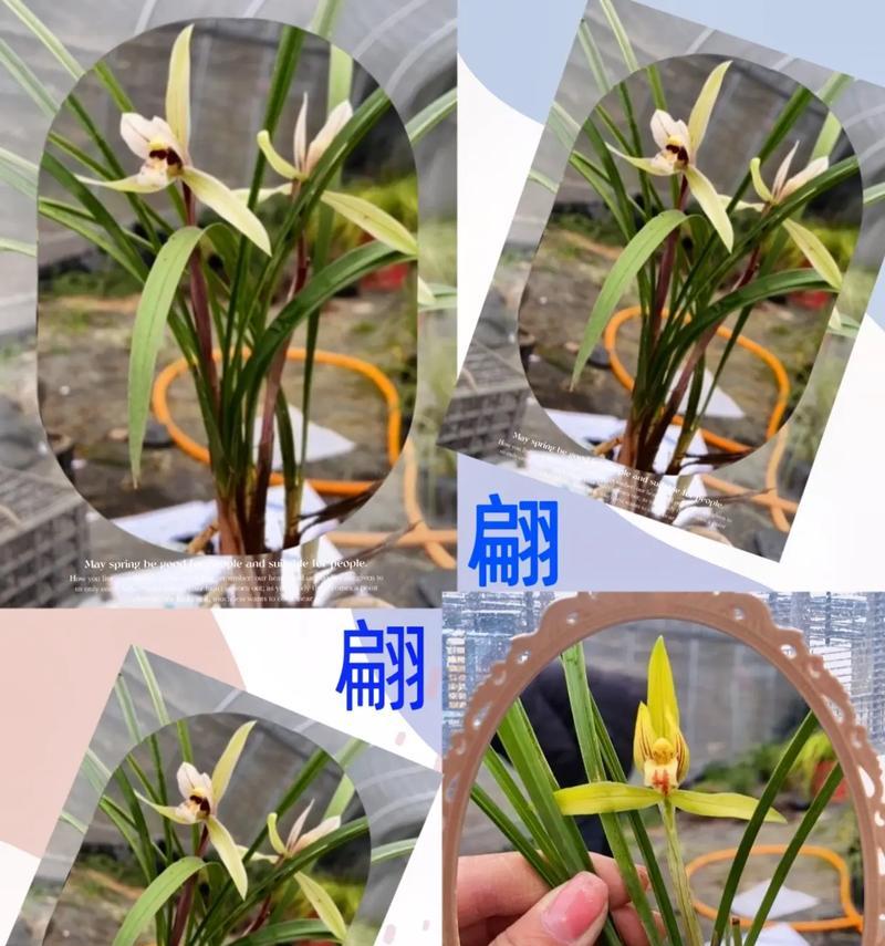 下山兰花的养殖方法（从选购到管理，让您轻松拥有一盆美丽的下山兰花）