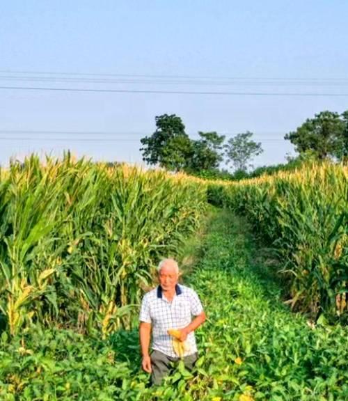 玉米种植技巧详解（掌握最佳播种时间，助力丰收）