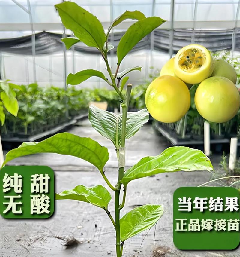 百香果的开花结果期及花果生长过程剖析（探究百香果的开花结果和生长过程，让你了解百香果的神奇之处！）