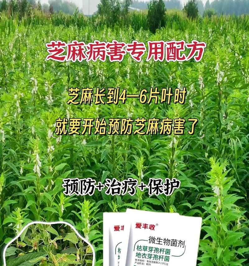黑芝麻种植技巧（掌握正确种植时间，收获高产黑芝麻）